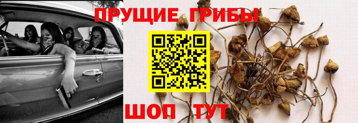 Псилоцибиновые грибы GOLDEN TEACHER  Вход с VPN  Псилоцибиновые грибы Cubensis  Набережные Челны 